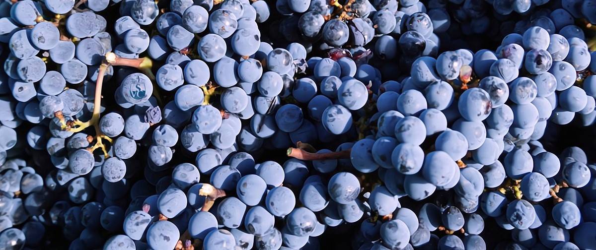 Wine tour dans le Bordelais pendant les vendanges