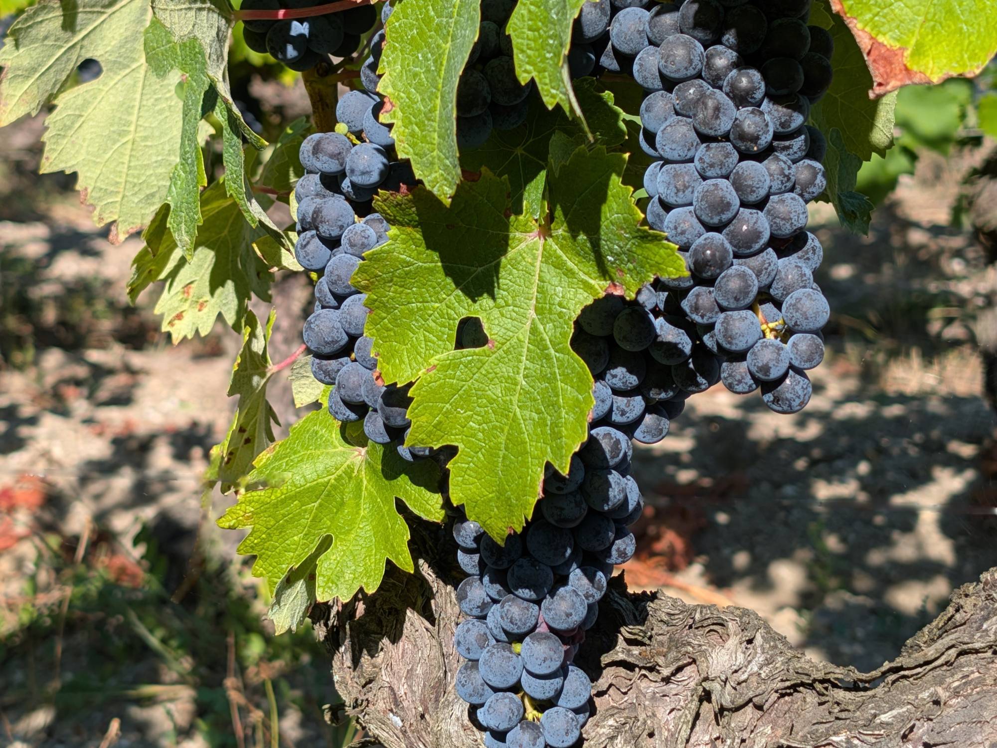 Wine tour dans les vignes du bordelais