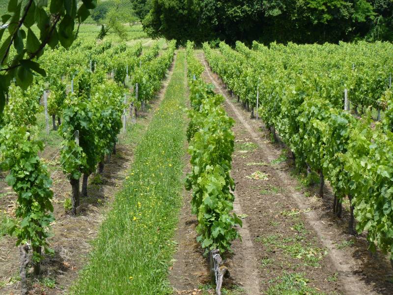 Enherbement un rang sur deux dans le vignoble de l'Entre-deux-Mers