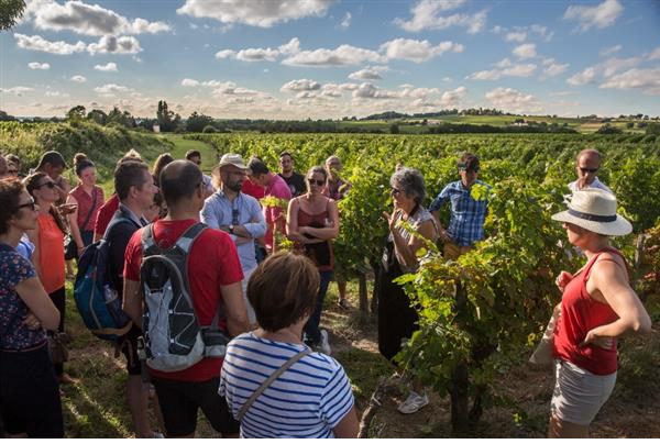 Vinobalade à Blaye - Balade dans les vignes au Clos de Castets
