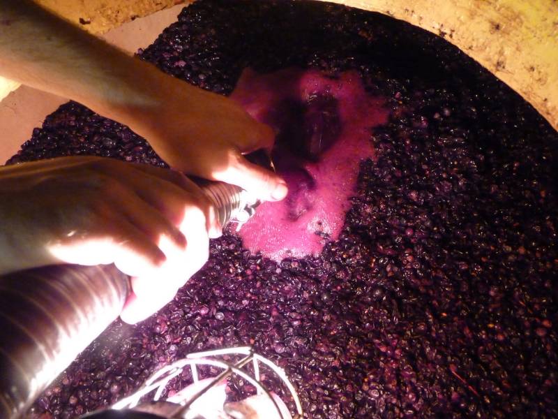 Aspersion manuelle du marc par le moût lors du remontage