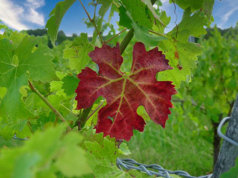 Pour tous ceux qui maîtrisent les grandes lignes de la vigne et du vin, et qui souhaitent en savoir plus... - En savoir plus sur les pratiques viticoles et la vinification