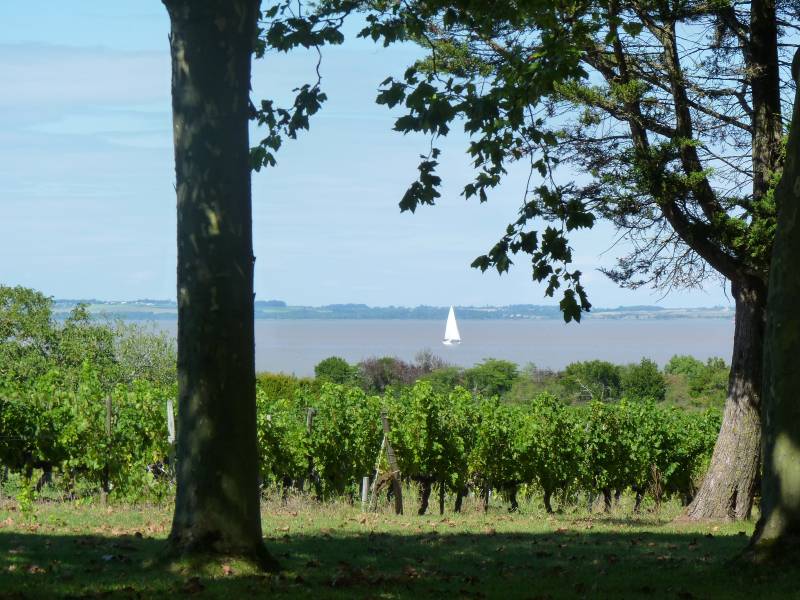 Visite du vignoble du Médoc, entre terre et Estuaire