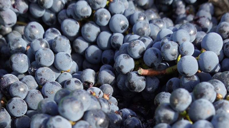 Master class pendant les vendanges et tous les travaux dans les chais qui s'en suivent