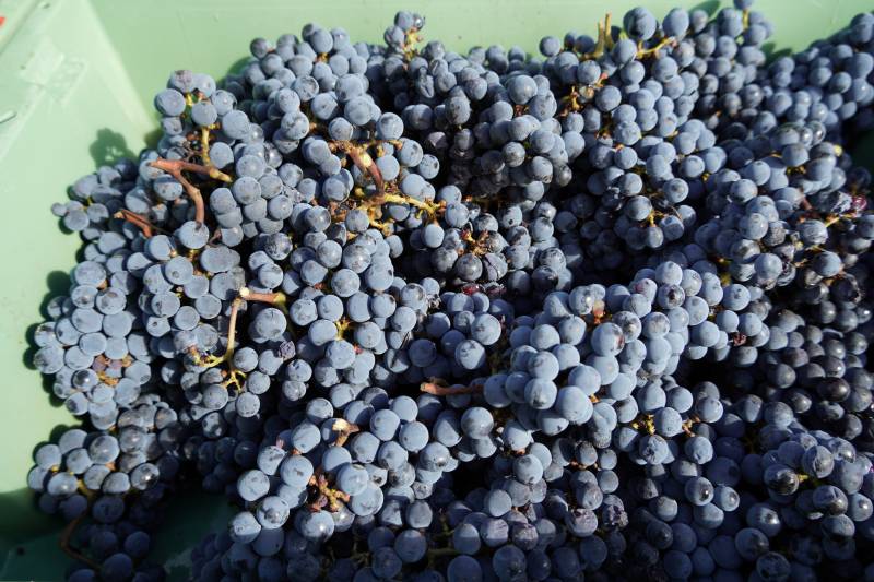 Vendanges manuelles en cagettes dans le Bordelais