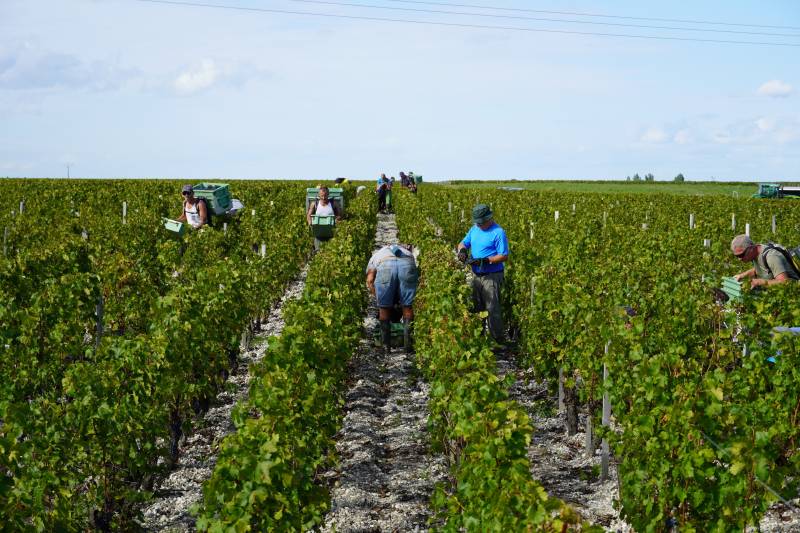 Vendanges manuelles en cagettes dans le Bordelais