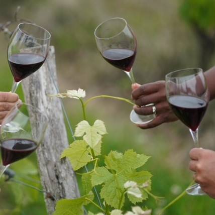 Wine tour découverte : Des dégustations à la fin de chaque visite