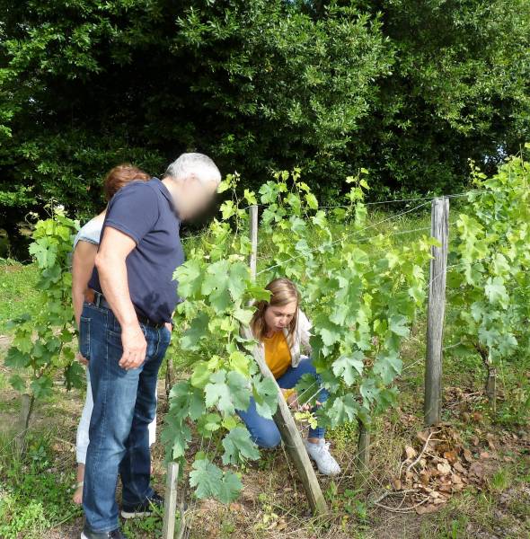 Explications dans les vignes du Château Coutet