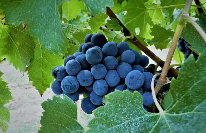 Grappe de merlot dans un vignoble de Bordeaux