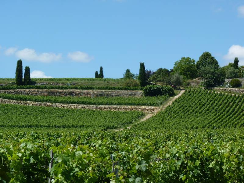 Visite du vignoble de Saint Emilion