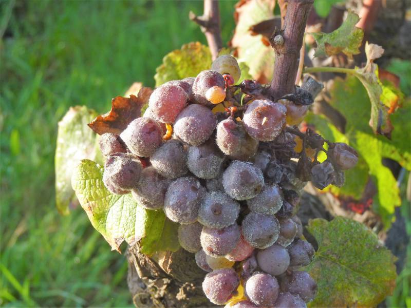 Le botrytis cinerea, l'origine du vin de Sauternes