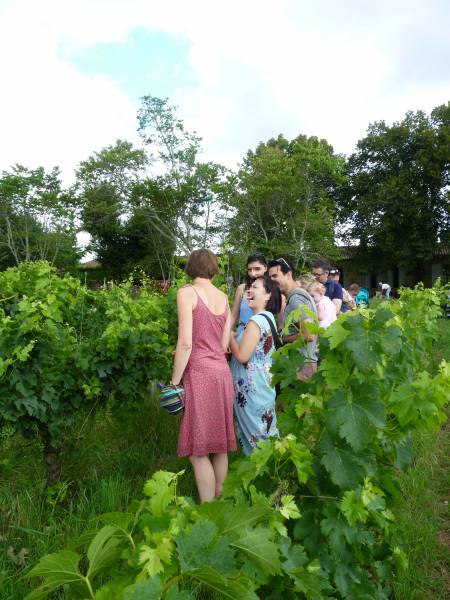Master Class dans les vignes au Château Brethous dans l'Entre-deux-Mer - Ampélographie