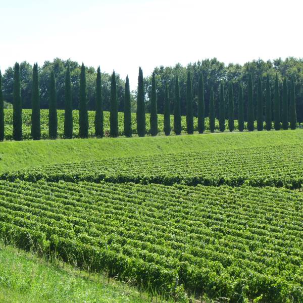 Circuit Master Class pour mieux comprendre le paysage viticole de Bordeaux