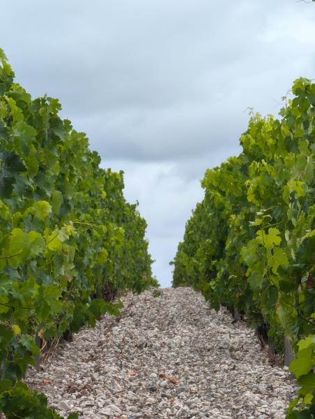 Des terroirs variés dans le vignoble de Bordeaux : une des richesses à explorer lors de votre wine tour privé. Découvrez la variété de nos paysages viticoles