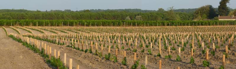 Vigne de 3 ans dans le Médoc