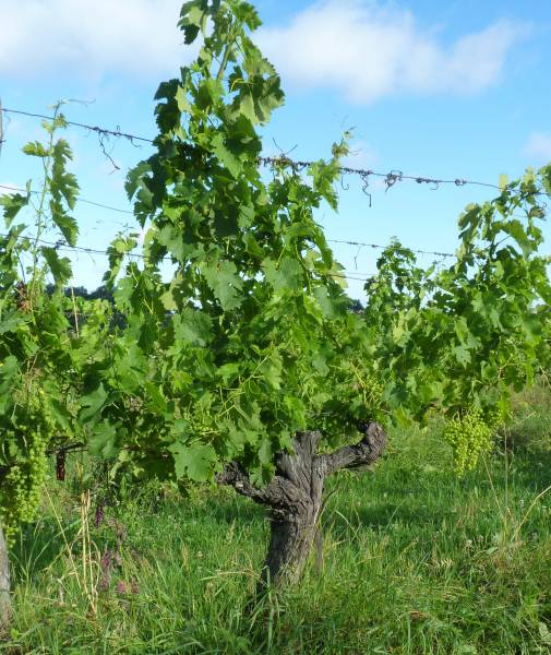 Pied de vigne de 45 ans dans l'Entre-deux-Mers