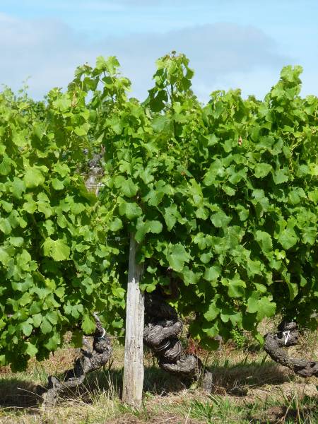 Pied de vigne de 60 ans dans l'Entre-deux-Mers
