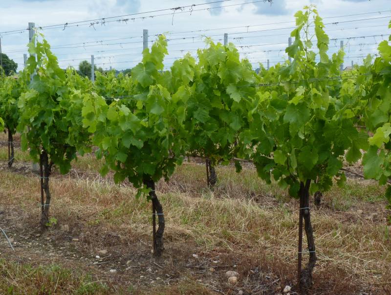 Vigne de 6 ans à St Emilion