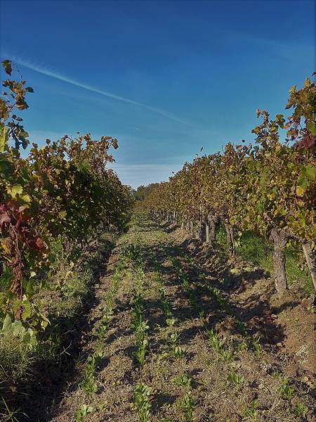 Plantation de féveroles, avoine, radis dans le vignoble des Graves